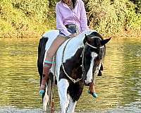 roping-paint-horse