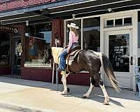 show-paint-horse