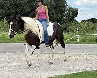 trail-riding-paint-horse