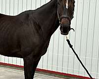 thoroughbred-horse-for-sale