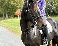 thoroughbred-mare