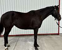 thoroughbred-horse