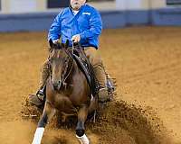 flashy-quarter-horse