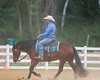 husband-safe-quarter-horse