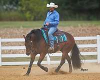 kid-safe-quarter-horse