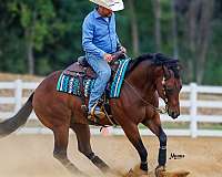 performance-quarter-horse