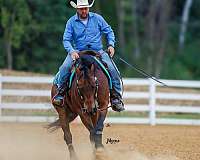 ranch-quarter-horse
