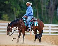 ranch-versatility-quarter-horse
