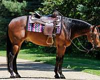 ranch-work-quarter-horse