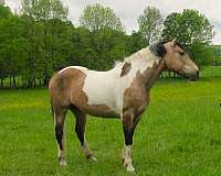 tobiano-horse
