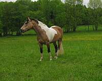 buckskin-tobiano-horse