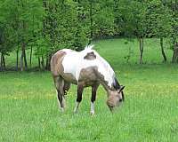 all-around-paint-horse
