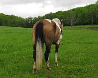 parade-paint-horse