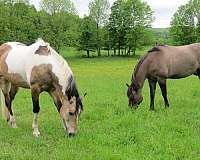 ranch-paint-horse