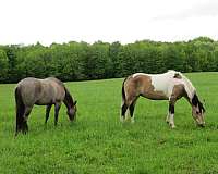 ridden-english-paint-horse