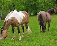 ridden-western-paint-horse