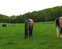 trail-paint-horse