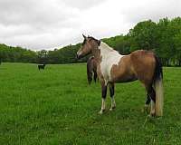 trail-riding-paint-horse