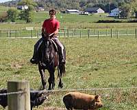 beginner-draft-horse