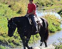 draft-horse