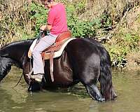driving-draft-horse