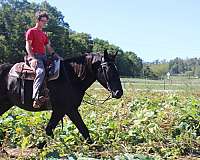 harness-draft-horse