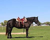 husband-safe-draft-horse