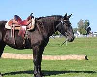kid-safe-draft-horse
