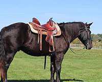lesson-draft-horse