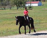 mounted-patrol-draft-horse