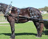 parade-draft-horse
