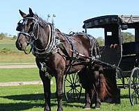 pleasure-driving-draft-horse