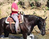 ridden-english-draft-horse