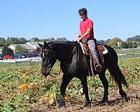team-driving-draft-horse