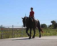 trail-draft-horse
