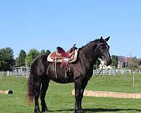 trail-riding-draft-horse