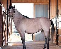 dam-pony