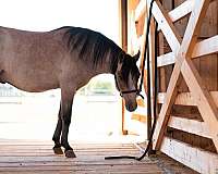 excel-pony