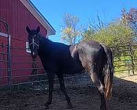 white-blaze-one-foot-horse
