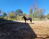 black-white-blaze-one-foot-horse