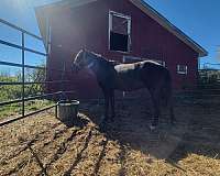 deer-mustang-horse