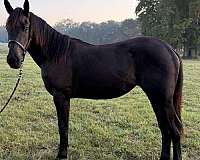 none-horse