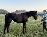 black-none-horse