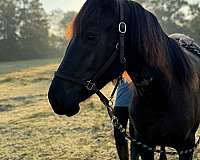 black-friesian-horse