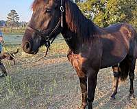 friesian-sport-horse