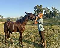 tall-mare-friesian-horse