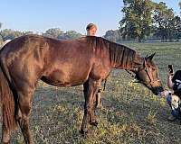 flashy-friesian-horse