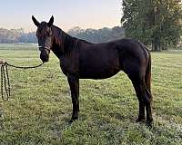 driving-prospect-friesian-horse