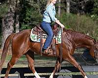 sorrel-quarter-horse