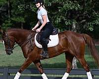 aqha-quarter-horse